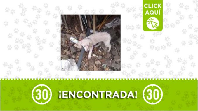 perrita-encontrada perrita-encontrada