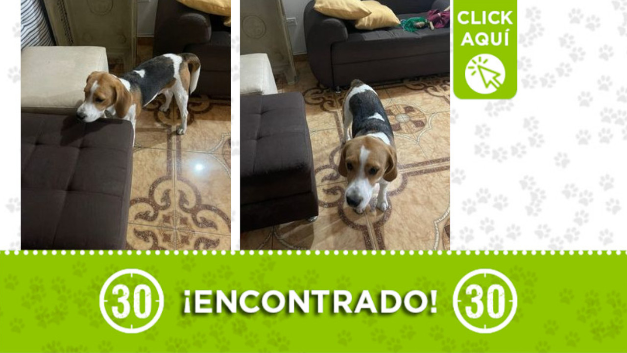 Encontraron este perrito en Itagüí ¿Lo conoce?
