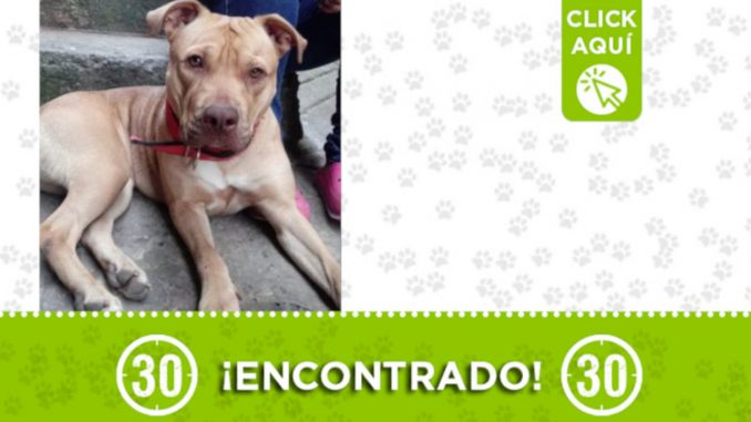 Encontraron este hermoso perrito en El Popular 2 ¿Es suyo? Encontraron este hermoso perrito en El Popular 2 ¿Es suyo?