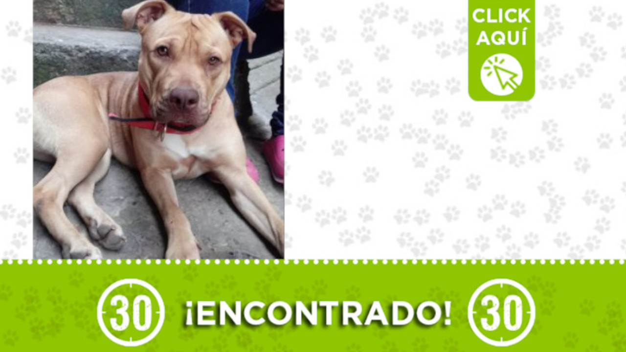Encontraron este hermoso perrito en El Popular 2 ¿Es suyo?