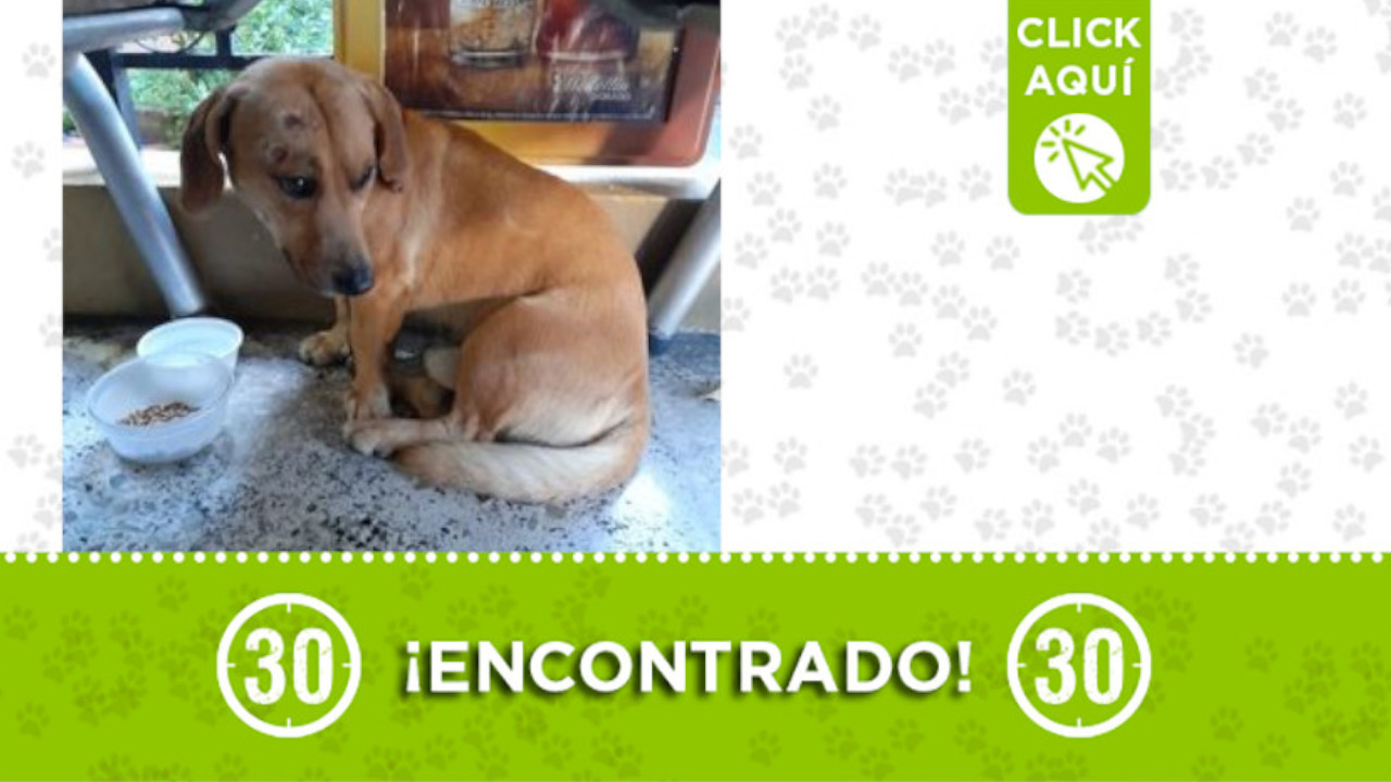 Encontraron este perrito en Robledo y está golpeado ¿Es suyo?