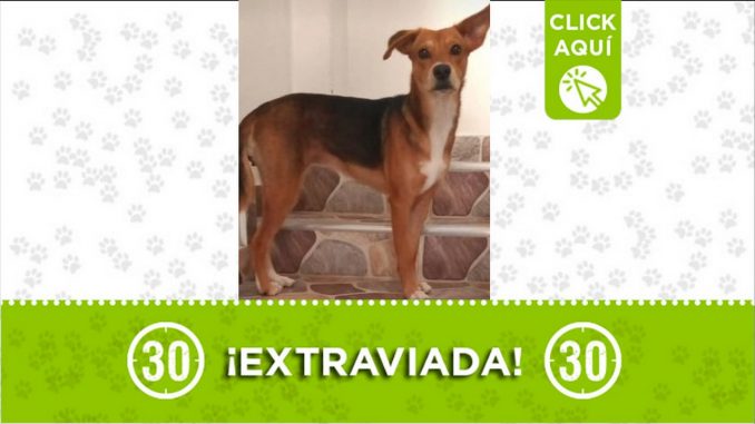 Perrita perdida Perrita perdida