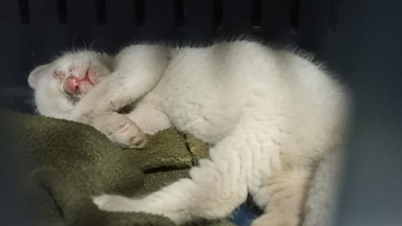 ¿Cómo va la felina albina que encontraron en Amalfi? ¿Cómo va la felina albina que encontraron en Amalfi?