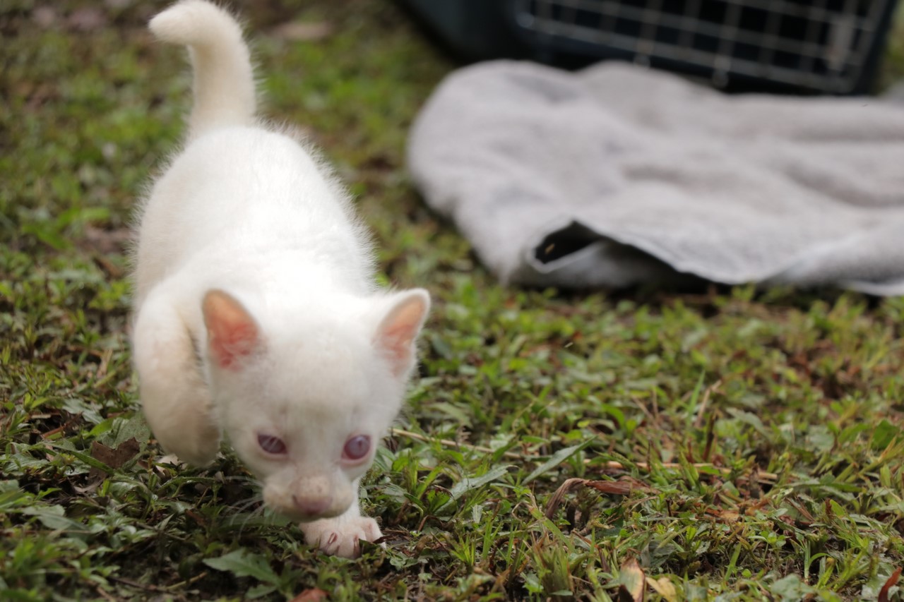 Fotos y video ¡Qué ternura! Felina silvestre albina rescatada vivirá en el Parque de la Fotos y video ¡Qué ternura! Felina silvestre albina rescatada vivirá en el Parque de la