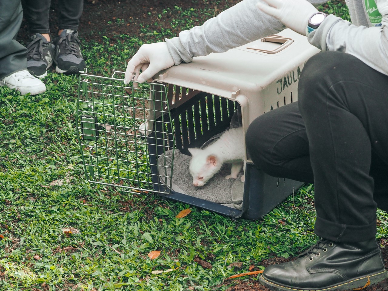 Fotos y video: ¡Qué ternura! Felina silvestre albina rescatada vivirá en el Parque de la Conservación en Medellín 6 felina3