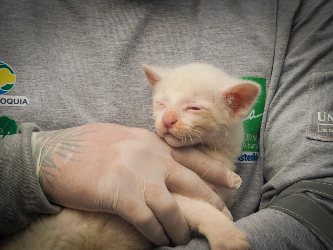 Fotos y video: ¡Qué ternura! Felina silvestre albina rescatada vivirá en el Parque de la Conservación en Medellín 7 felina4