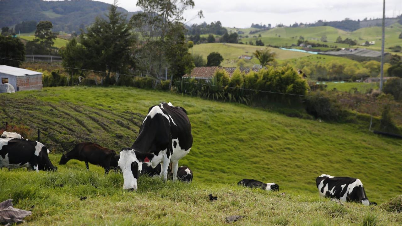 Una familia vive con 29 vacas en su casa en Bogotá