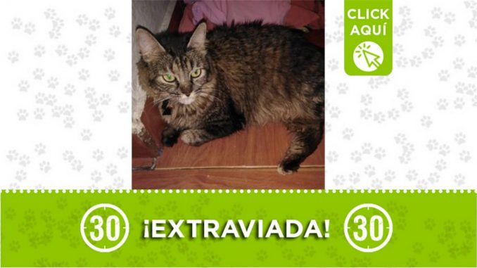 gata Manchas perdida en Lovaina 2021