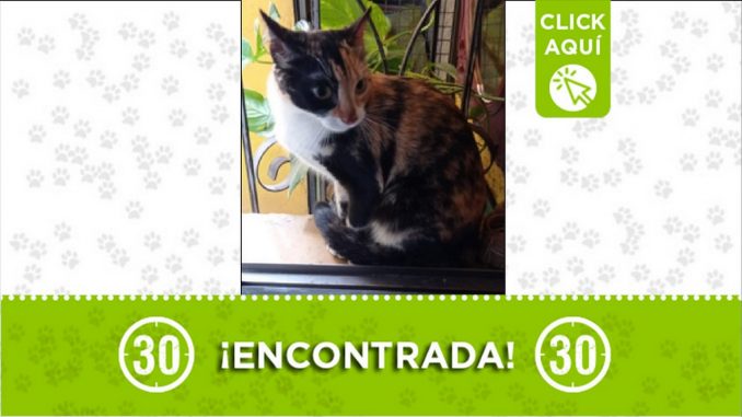 gatica encontrada gatica encontrada