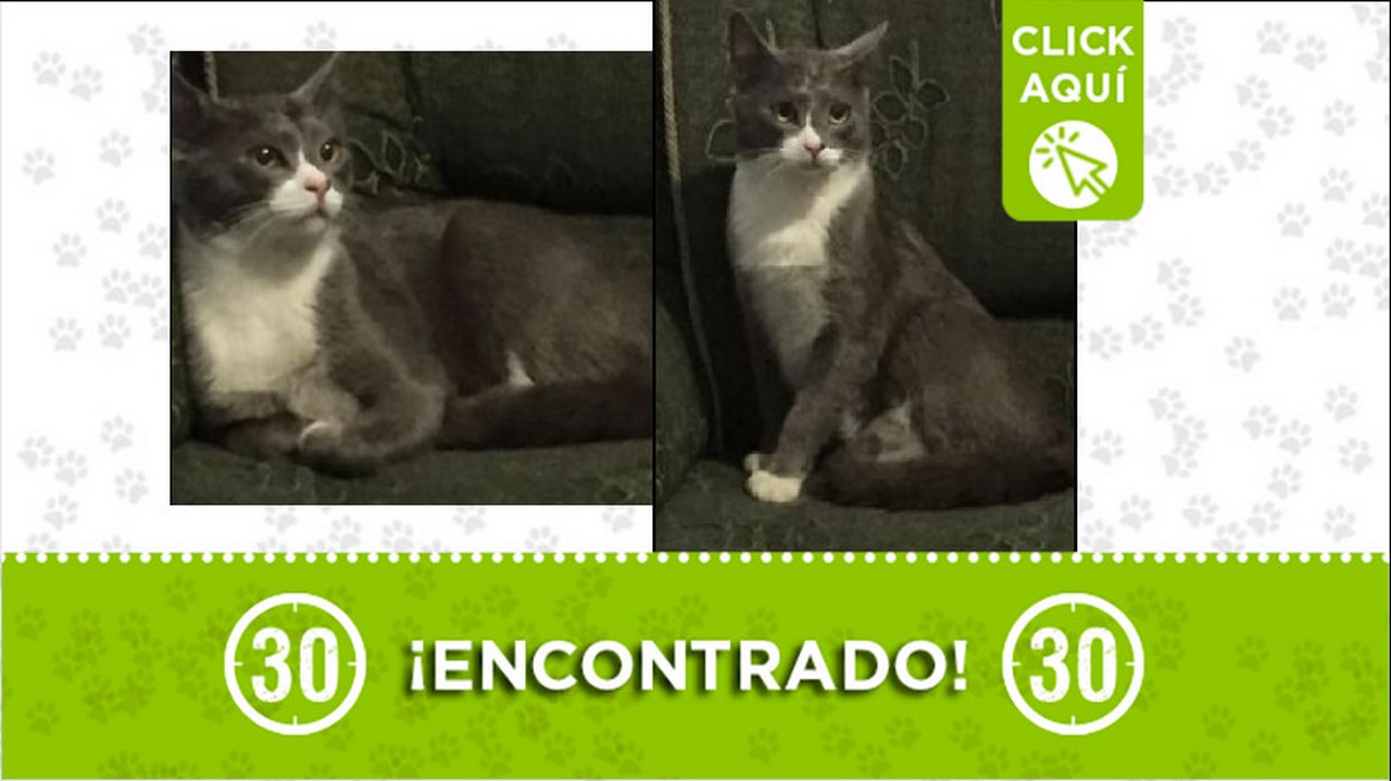 gatico encontrado