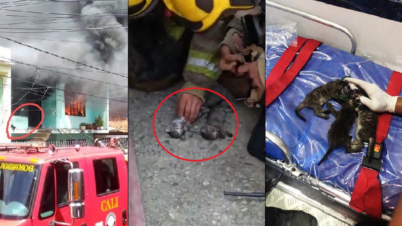 Tres gaticos quedaron atrapados en un incendio