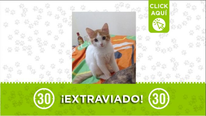 gatito perdido leo Leo