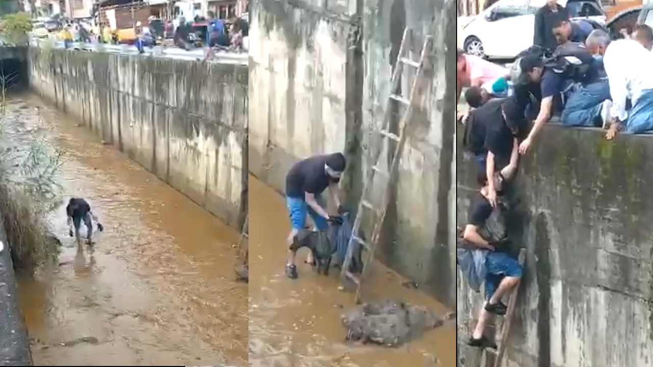 ¡Qué belleza! Joven rescató un perrito que cayó a una quebrada por el Parque Norte