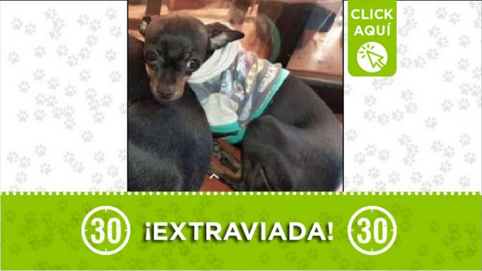 Perrita perdida Perrita perdida