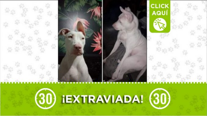 Perrita perdida Perrita perdida