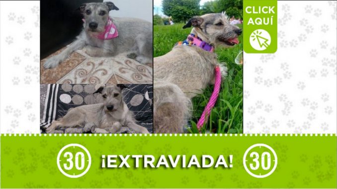 Perrita perdida Perrita perdida