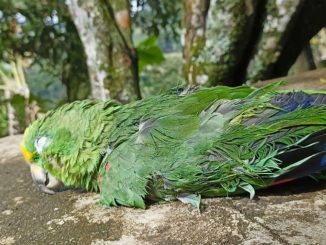 ¡Qué dolor! Por causa de la pólvora murió Luna, una lora que había sido rescatada en Fredonia, Antioquia 1 luna