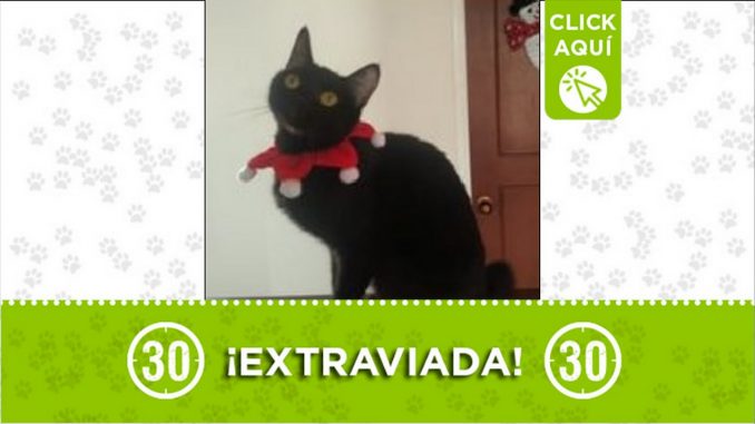 Gatica perdida Gatica perdida