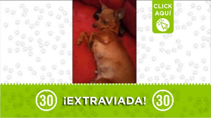 Perrita perdida Perrita perdida
