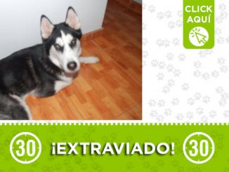 "Max" se extravió en Bello Oriente ¡Comparte! 1 "Max" se extravió en Bello Oriente ¡Comparte!