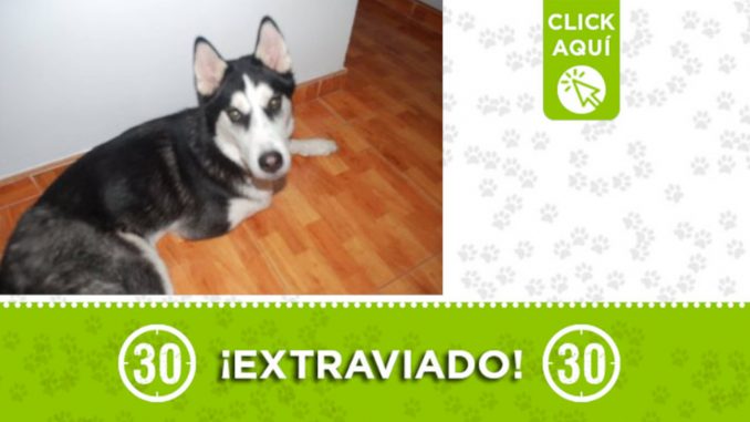 "Max" se extravió en Bello Oriente ¡Comparte! "Max" se extravió en Bello Oriente ¡Comparte!
