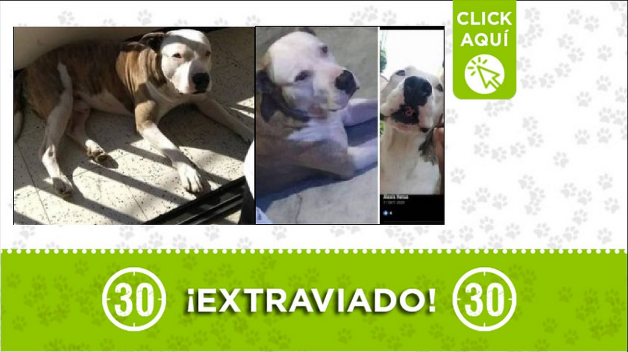 Perrito perdido