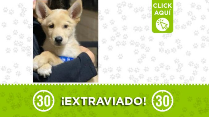 "Mono" se extravió en Itagüí ¡Comparte! "Mono" se extravió en Itagüí ¡Comparte!