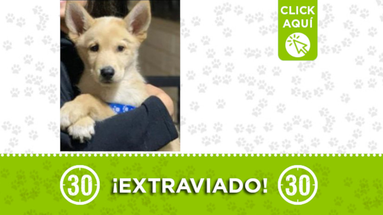 "Mono" se extravió en Itagüí ¡Comparte!