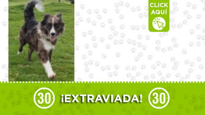 "Nirvana" se extravió en Bogotá ¡Comparte! "Nirvana" se extravió en Bogotá ¡Comparte!