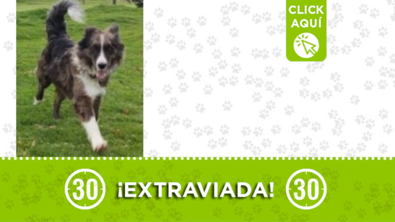 "Nirvana" se extravió en Bogotá ¡Comparte!