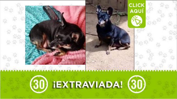 Perrita perdida Perrita perdida