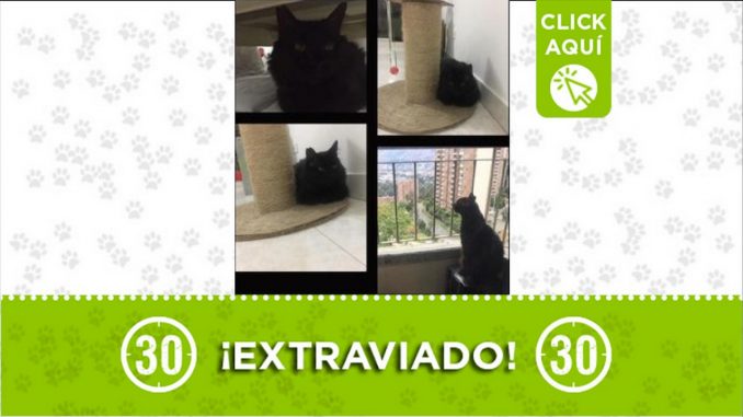 Gatico perdido Gatico perdido