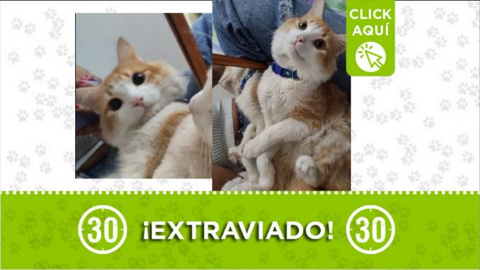 Gatico perdido Gatico perdido