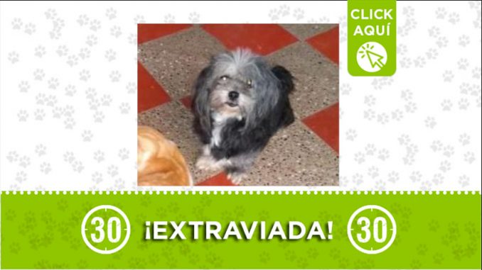 perrita Estrellita