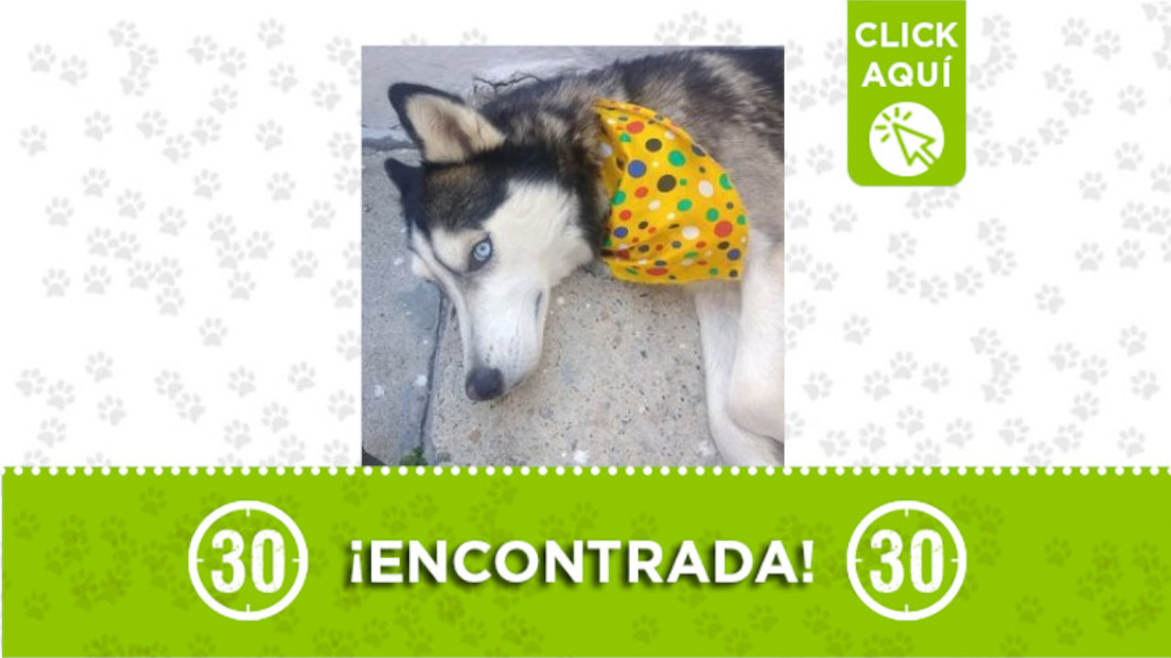 perrita encontrada Doce de Octubre