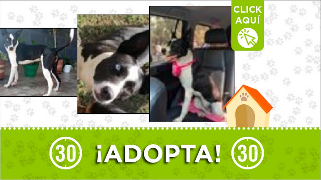 perrita en adopción