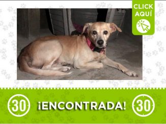 Buscan a los dueños de esta perrita encontrada en Zamora 1 perrita encontrada