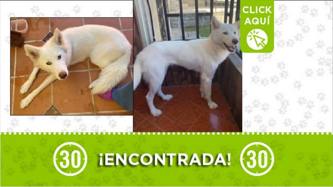 perrita encontrada perrita encontrada
