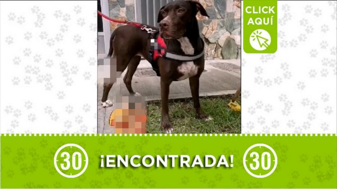 perrita encontrada perrita encontrada
