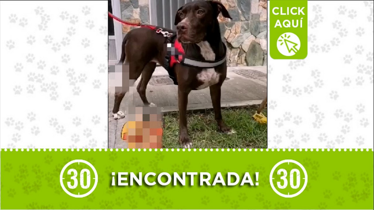 perrita encontrada