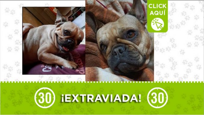perrita perdida perrita perdida