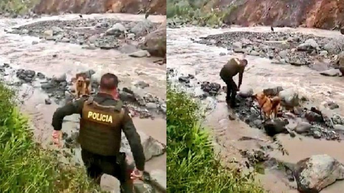 Perrito quedó atrapado en aguas del río Atrato Perrito quedó atrapado en aguas del río Atrato