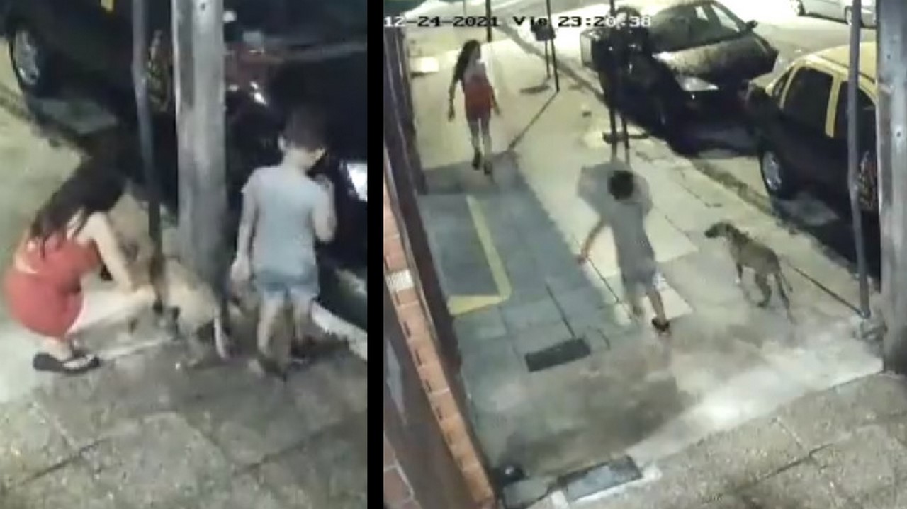 Mujer abandona a un perrito en Nochebuena