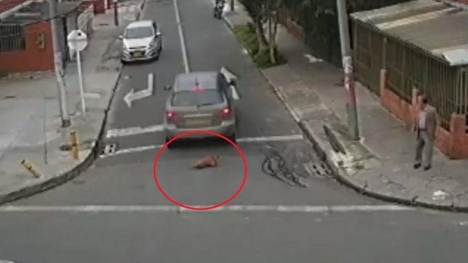 perriPerrito fue atropellado por conductor en Bogotá que se voló Perrito fue atropellado por conductor en Bogotá que se voló