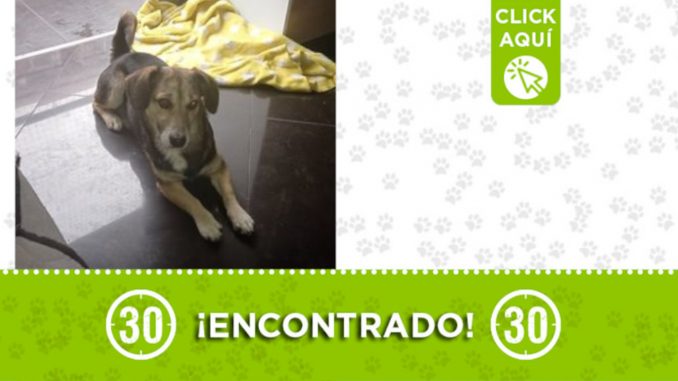 En Rodeo Alto encontraron este perrito ¿Es suyo? En Rodeo Alto encontraron este perrito ¿Es suyo?