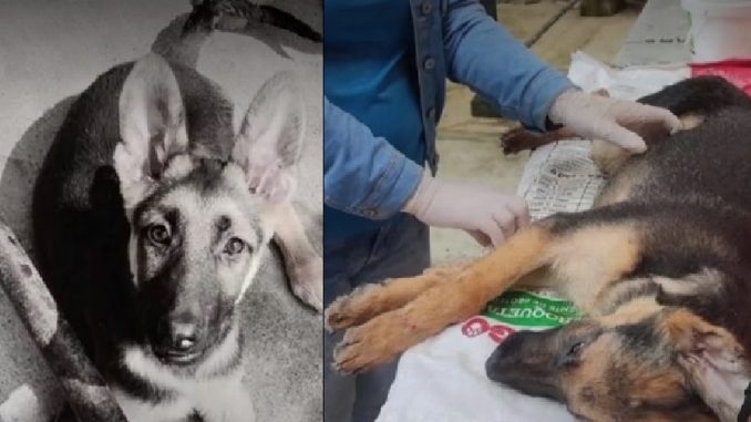 Al perrito pastor alemán le dio un paro cardíaco por los fuertes estallidos Al perrito pastor alemán le dio un paro cardíaco por los fuertes estallidos