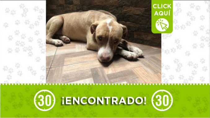 perrito encontrado bello