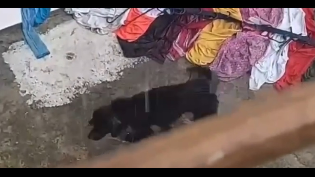 [Video] ¡Desalmados! Latiendo, con frio y sin tener donde refugiarse, así permanece un perrito en Marinilla