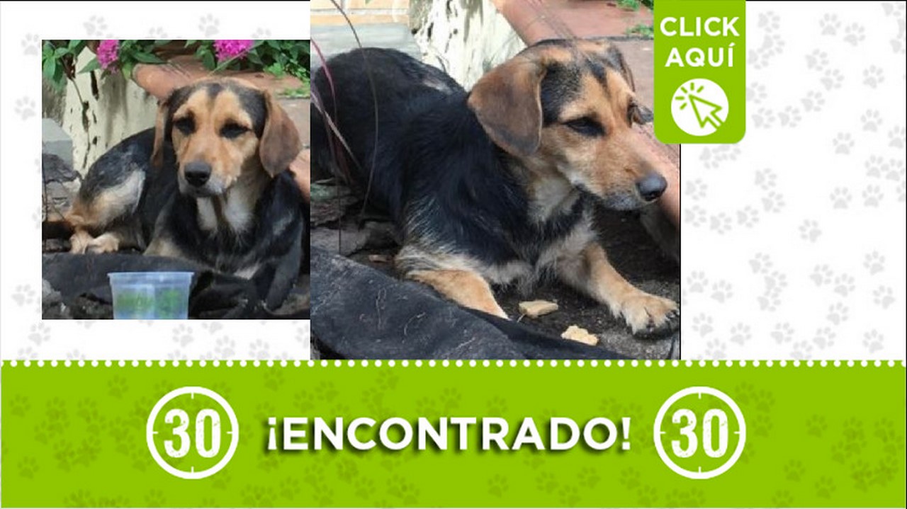 perrito encontrado