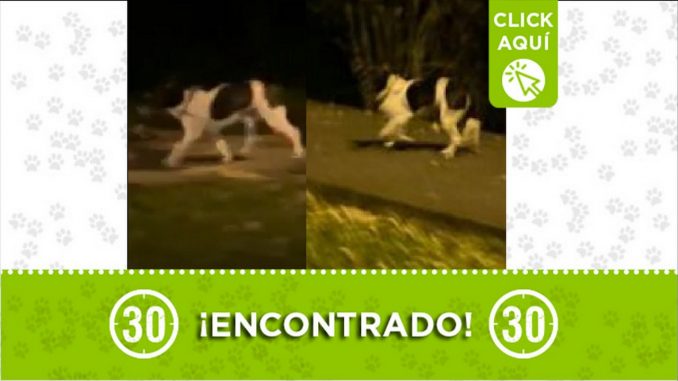 perrito encontrado perrito encontrado